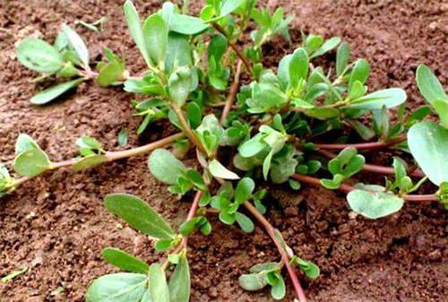  埃弗顿深陷降级区，戴奇变阵难求一胜  